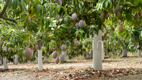 芒果热带水果挂在果树种植园的树枝上视频的预览图