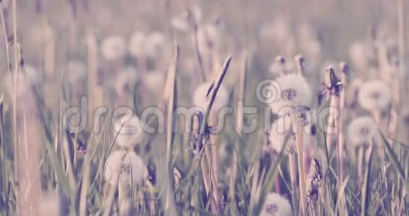 春风中草地上的蒲公英视频的预览图