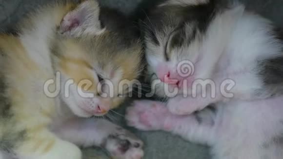 两只刚出生的小猫睡得很可爱刚出生的小猫从猫的概念生活方式视频的预览图