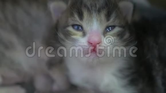 两只刚出生的小猫睡得很可爱新生小猫生活方式从猫的概念视频的预览图
