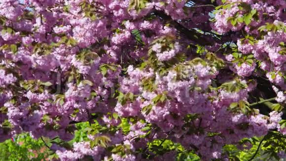 盛开的樱花粉色树视频的预览图