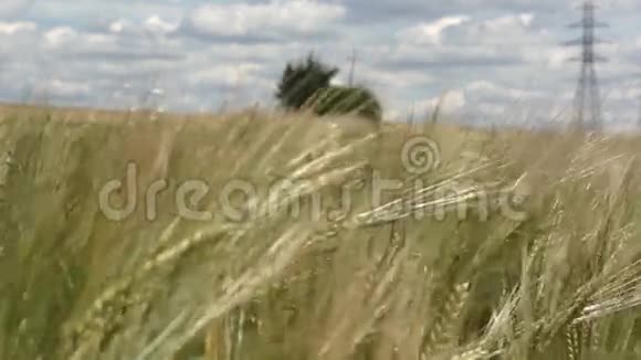 有绿色小麦的景观视频的预览图