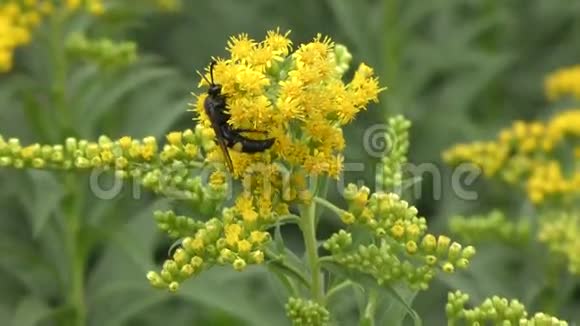 昆虫在花中采集花蜜视频的预览图