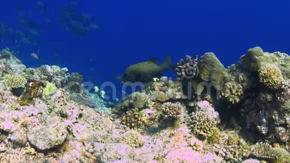 珊瑚礁上的哈莱金甜唇视频的预览图