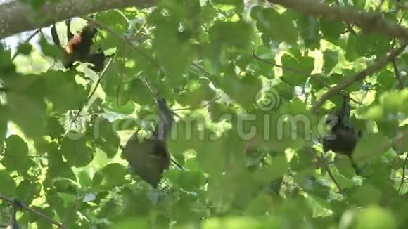飞狐挂在树枝上视频的预览图