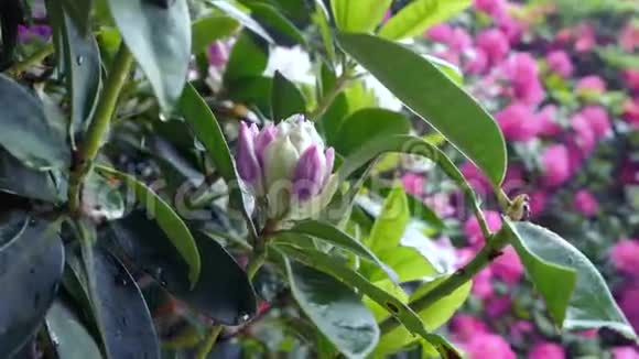 粉红花杜鹃视频的预览图
