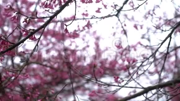 樱花开春时节视频的预览图