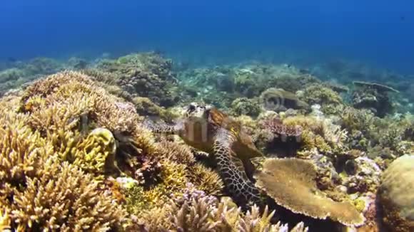 珊瑚礁上的鹭视频的预览图