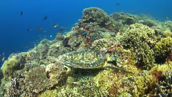 4k鱼在珊瑚礁边吃视频的预览图