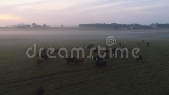 日落时在绿野上雾中的奶牛的鸟瞰图视频的预览图
