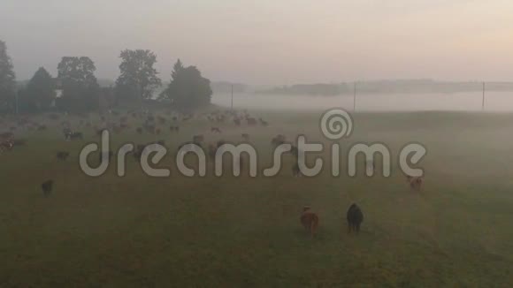 日落时在绿野上雾中的奶牛的鸟瞰图视频的预览图