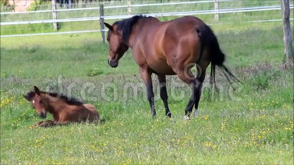 棕色马驹和母马在绿色牧场上视频的预览图