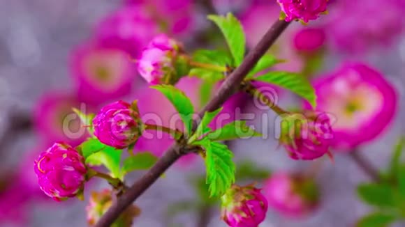 粉红色樱花树花视频的预览图