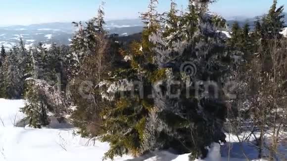 冬天的雪树空中景色飞过大自然视频的预览图