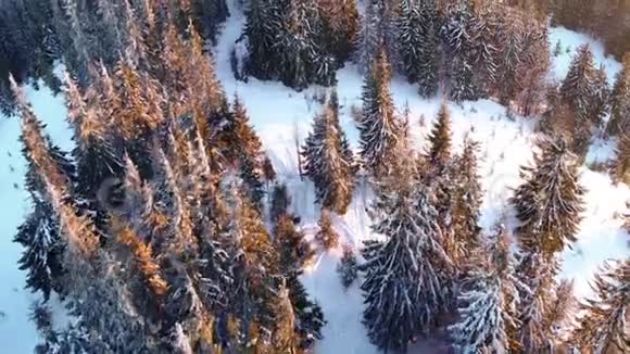 冬天的雪树空中景色飞过大自然视频的预览图