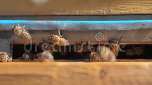 生活方式慢动作视频日记一群蜜蜂飞到蜂巢里收集花粉熊蜜养蜂概念视频的预览图