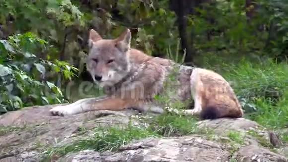 一只孤独的野狼视频的预览图