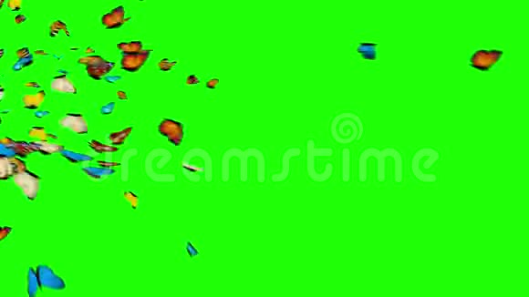 蝴蝶在绿色的背景上飞翔视频的预览图