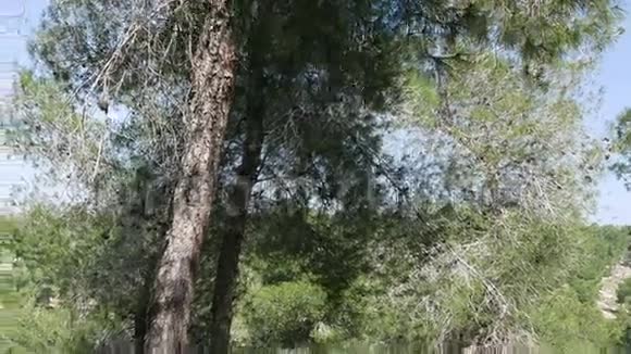 景观绿色森林视频的预览图