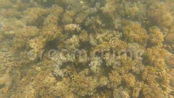 五颜六色的珊瑚礁在水下视频的预览图