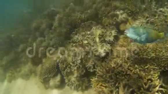 海底的珊瑚礁和蓝鱼视频的预览图