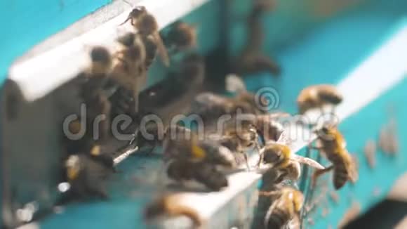 慢动作视频日记一群蜜蜂飞到蜂巢里收集花粉熊蜜养蜂概念视频的预览图