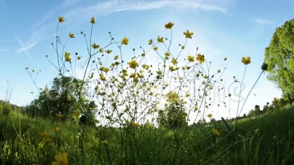 阳光下的草甸植物视频的预览图