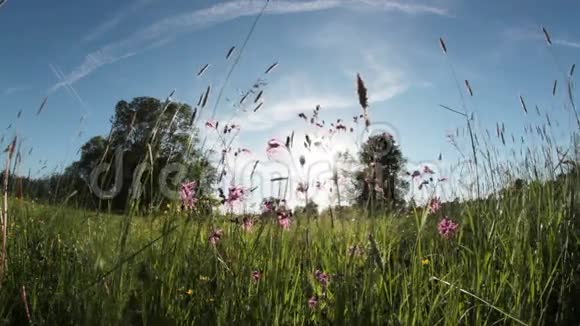 阳光下的草甸植物视频的预览图