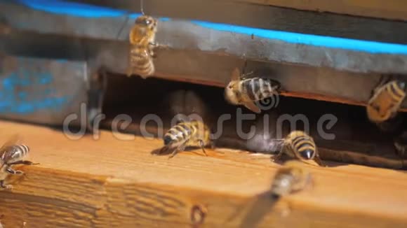 慢动作视频日记一群蜜蜂飞入蜂巢收集花粉蜂蜜的生活方式养蜂概念视频的预览图