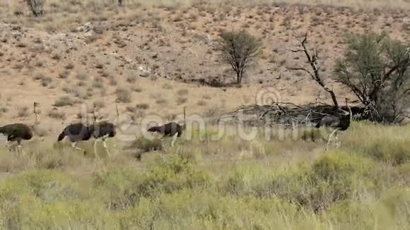 鸵鸟卡加拉加迪南非野生动物视频的预览图