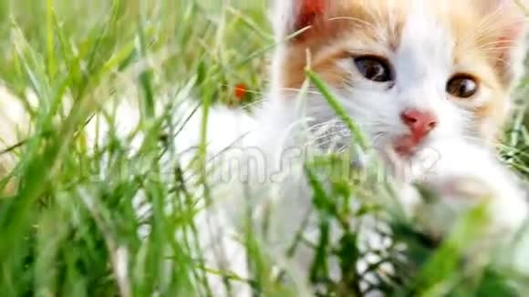 小猫在绿草上视频的预览图