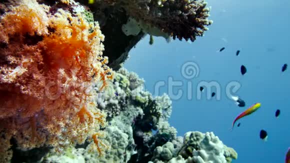 红色海洋中充满活力的珊瑚礁彩鱼视频的预览图