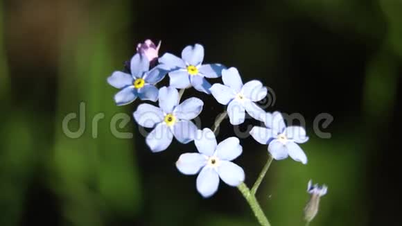 美丽的蓝色野花宏观的视频的预览图