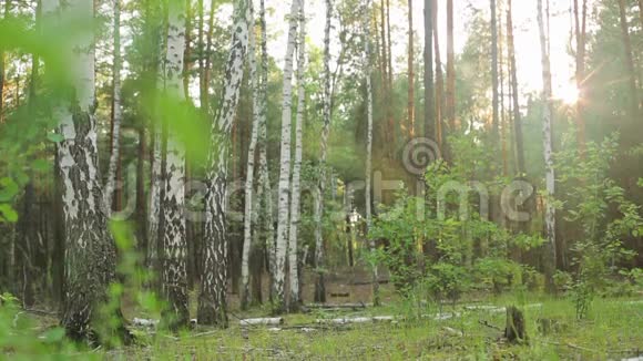 夏日森林视频的预览图