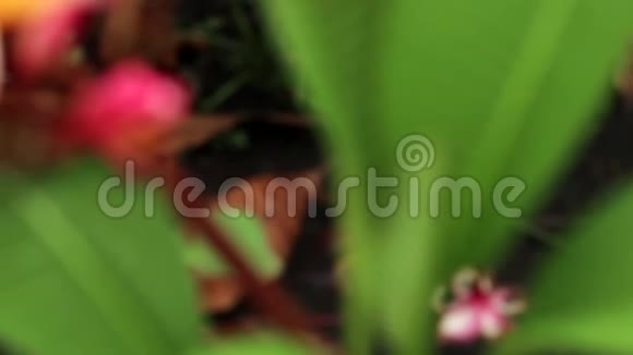 普卢梅里亚弗兰吉帕尼花在自然光视频的预览图