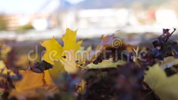 五彩缤纷的秋叶视频的预览图