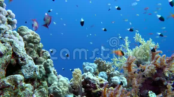 充满生机的珊瑚礁上五颜六色的鱼红海视频的预览图