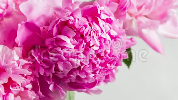 白色背景上的粉红色牡丹花视频的预览图