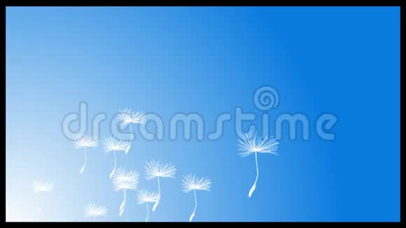 白色蓬松的蒲公英种子在天空中飞翔视频的预览图