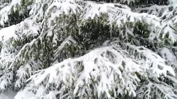 冬天喀尔巴阡山杉树在雪地里视频的预览图