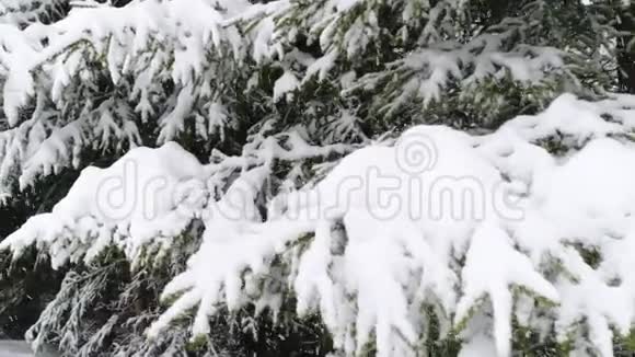 冬天喀尔巴阡山杉树在雪地里视频的预览图