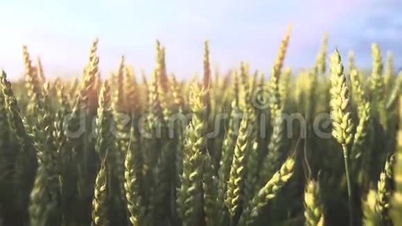 农业小麦玉米地太阳耀斑缓慢视频的预览图