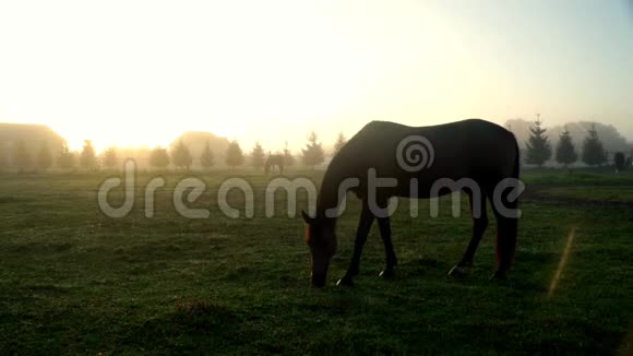 马在牧场的绿田里吃草在牧场放牧的马视频的预览图