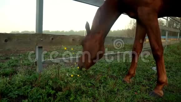 棕马在绿野上吃草牧场牧场上的马视频的预览图