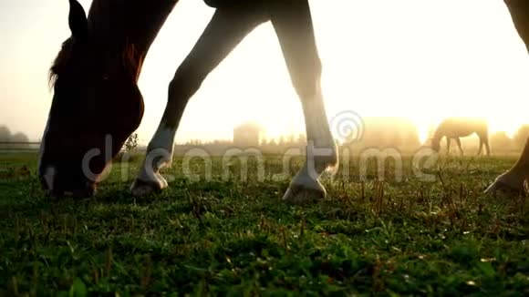 马在绿野吃草牧场牧马视频的预览图