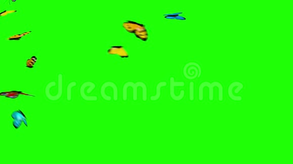 蝴蝶在绿色的背景上飞翔视频的预览图