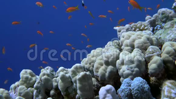 红色海洋中充满活力的珊瑚礁彩鱼视频的预览图