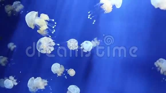 水母水下视频1080p视频的预览图
