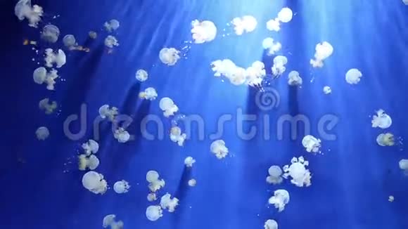 水母水下视频1080p视频的预览图