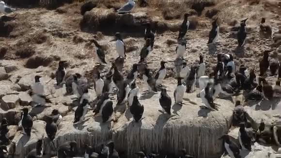 大西洋鸟类视频的预览图